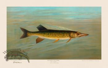 Eastern or Banded Pickerel